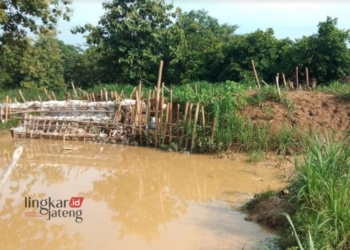 POTRET: Tampak kondisi tanggul Sungai Godo di Desa Angkatan Lor, Kecamatan Tambakromo, Kabupaten Pati yang sudah diperbaiki pasca jebol diterjang banjir bandang pada awal Januari 2024. (Setyo Nugroho/Lingkarjateng.id)