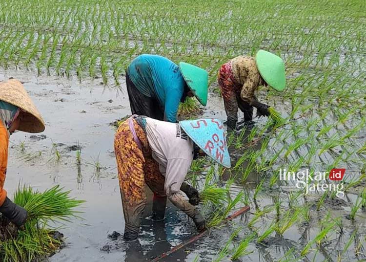 Cegah Gagal Panen Petani di Batang Diminta Jaga Pola Tanam