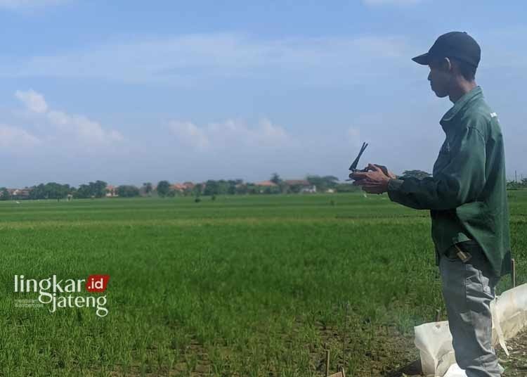 MODERN: Seorang warga sedang memanfaatkan teknologi drone untuk penyemprotan pupuk di sawah Desa Karangrowo, Kecamatan Undaan, Kabupaten Kudus. (Ihza Fajar/Lingkarjateng.id)