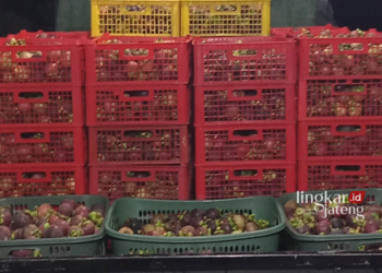 SIAP DIJUAL: Buah manggis hasil panen petani Desa Tajungsari, Kecamatan Tlogowungu, Kabupaten Pati siap dijual. (Arif Febriyanto/Lingkarjateng.id)