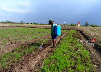 SEMPROT: Petani Sendangsekucing saat menyirami tanaman padi, dilahan pertanian miliknya, Senin, 15 Januari 2024. (Robinson/Lingkarjateng.id)