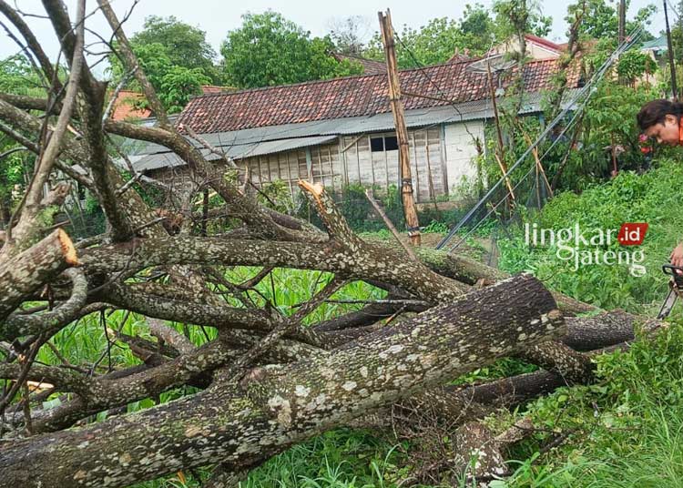 Hujan Deras Sebabkan Pohon Tumbang di Blora Lalu Lintas Sempat Tersendat