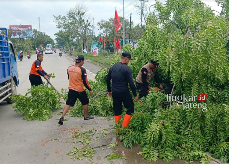 MEMBERESKAN: Petugas BPBD Kabupaten Demak mengevakuasi pohon tumbang akibat hujan deras disertai angin kencang, baru-baru ini. (M. Burhanuddin Aslam/Lingkarjateng.id)