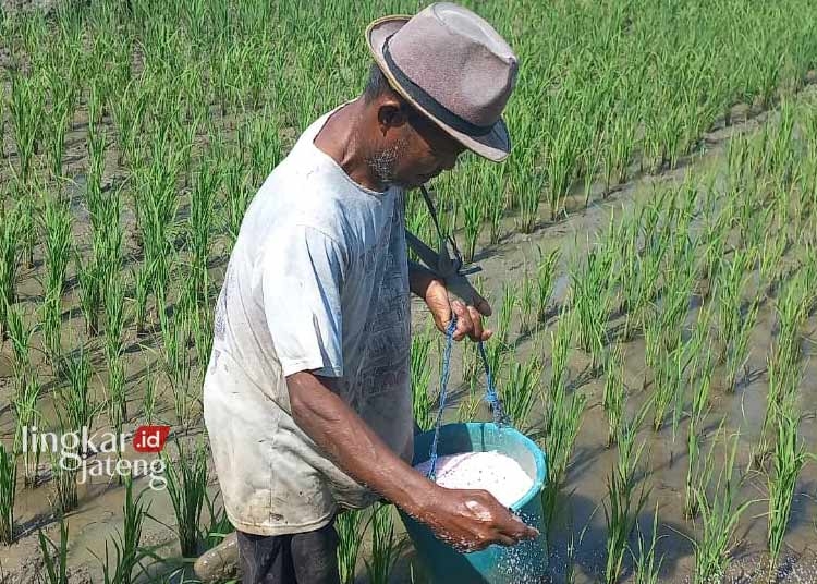 MEMUPUK PADI: Mukidin, petani Desa Kertomulyo, Kecamatan Brangsong, Kabupaten Kendal sedang memupuk tanaman padi di sawah. (Unggul Priambodo/Lingkarjateng.id)
