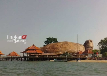 WISATA JEPARA: Kura-kura di Pantai Kartini Kabupaten Jepara, salah satu destinasi wisata yang dikelola oleh Pemerintah Kabupaten (Pemkab) Jepara. (Antara/Lingkarjateng.id)