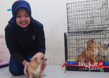 POTRET: Salah satu dokter hewan di My Animal Clinicpetshoppetcare sedang bermain dengan salah satu hewan yang dititipkan. (R Teguh Wibowo/Lingkarjateng.id)