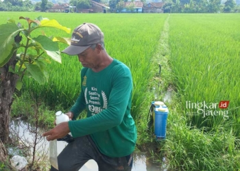 BASMI HAMA: Petani usai melakukan penyemprotan obat ke tanaman padi untuk membasmi hama. (Robison/Lingkarjateng.id)