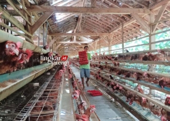 PANEN: Peternak ayam petelur, Kamiyanto, sedang mengangkat telur hasil panen di kandang ayam Desa Wonosari, Kecamatan Patebon, Kabupaten Kendal. (Robison Lingkarjateng.id)