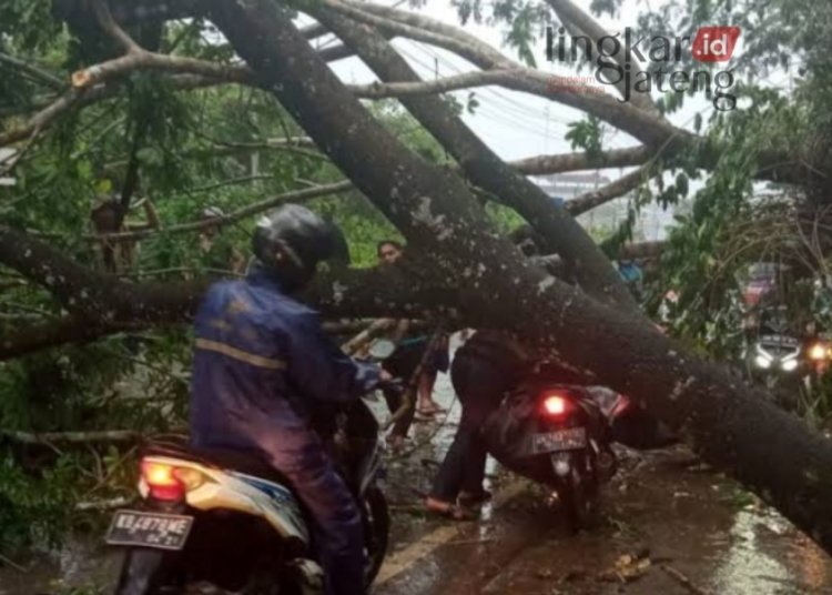 TERHALANG: Beberapa pengendara roda dua terhalang pohon mahoni yang tumbang di jalur Randublatung-Cepu, Kabupaten Blora. (Hanafi/Lingkarjateng.id)