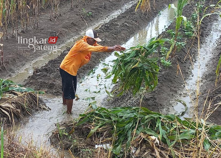 TERENDAM: Adbul Hamid sedang membersihkan tanaman jagungnya dari rendaman banjir akibat hujan kemarin malam. (Robison/Lingkarjateng.id)