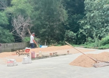 PROSES PRODUKSI: Sejumlah pekerja penggilingan padi di Desa Pulutan, Kecamatan Sidorejo, Kota Salatiga menjemur gabah, Selasa, 6 Februari 2024. (Angga Rosa/Lingkarjateng.id)
