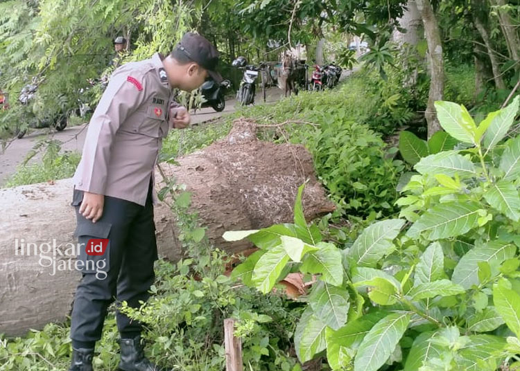 Pihak kepolisian melakukan olah TKP atas insiden tewasnya bocah SD akibat tertimpa pohon tumbang di Rembang pada Senin, 26 Februari 2024. (Polres Rembang/Lingkarjateng.id)