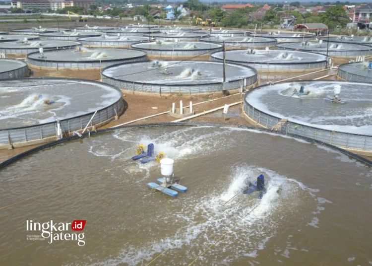 POTRET: Tambak milenial atau Milenial Shrimp Farming (MSF) yang melibatkan kaum milenial seperti yang dibangun di Balai Besar Perikanan Budidaya Air Payau (BBPBAP) Jepara. (Antara/Lingkar.news)