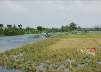 GAGAL PANEN: Lahan sawah milik para petani terendam air karena tanggul jebol beberapa waktu lalu. (M. Burhanuddin Aslam/Lingkarjateng.id)