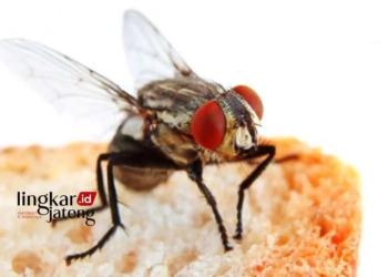 ILUSTRASI: Lalat yang menghinggap di atas makanan. (Antara/Lingkarjateng.id)