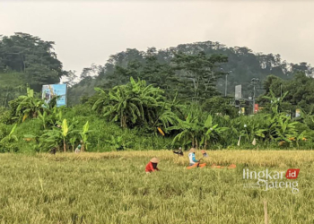 : Petani di tengah sawah sedang memanen tanaman padi miliknya di wilayah Kalirejo, Kecamatan Ungaran Timur, Kabupaten Semarang, Rabu, 21 Februari 2024. (Hesty Imaniar/Lingkarjateng.id)