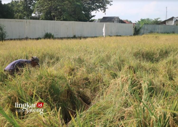 MENGIKAT: Seorang petani Desa Bumiharjo, Kecamatan Winong, Kabupaten Pati sedang mengikat padi yang ambruk akibat diterjang angin, Kamis, 22 Februari 2024. (Setyo Nugroho/Lingkarjateng.id)