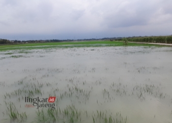 TERENDAM BANJIR: Lahan pertanian warga terendam banjir di Kabupaten Demak. (Muhammad Burhanuddin Aslam/Lingkarjateng.id)