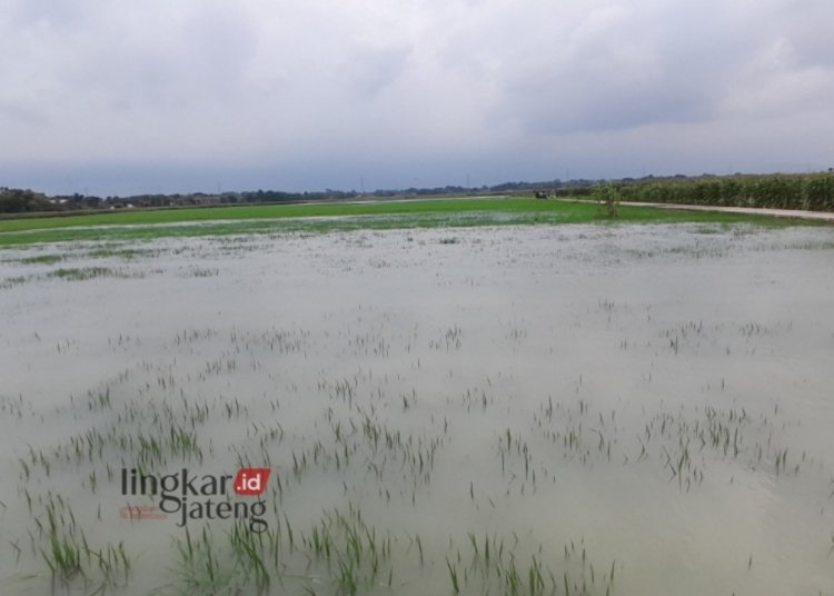 Banjir di Demak Rendam 1.000 Hektare Lahan Pertanian 25 TERENDAM BANJIR: Lahan pertanian warga terendam banjir di Kabupaten Demak. (Muhammad Burhanuddin Aslam/Lingkarjateng.id)
