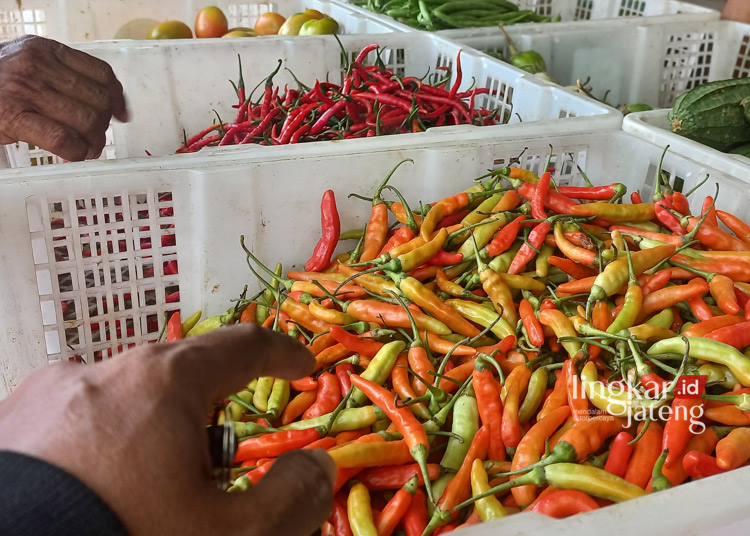 Semakin Pedas Harga Cabai di Kendal Tembus Rp80.000 per Kg