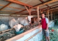 BERI PAKAN: Peternak sapi di Kecamatan Kedungtuban, Kabupaten Blora sedang memberik makan ternak. (Hanafi/Lingkarjateng.id)