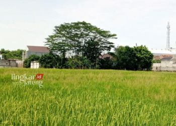 POTRET: Lahan pertanian yang terletak di Margorejo, Pati. (Setyo Nugroho/Lingkarjateng.id)