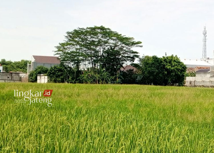 Unit Usaha Pertanian di Pati Turun Jadi 191 Ribu dalam 1 Dekade 25 POTRET: Lahan pertanian yang terletak di Margorejo, Pati. (Setyo Nugroho/Lingkarjateng.id)