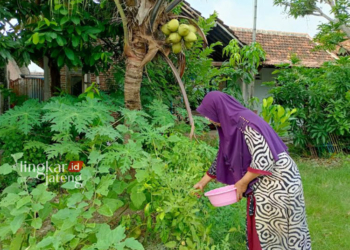 Tren Urban Farming Jadi Solusi Kreatif Cegah Stunting di Rembang 31 PRODUKTIF: Seorang warga sedang memetik cabai di halaman rumahnya yang merupakan bentuk praktik pelaksanaan urban farming. (Vicky Rio/Lingkarjateng.id)