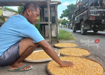 Akrom, penjual pakan ternak berupa jagung di Brangson, Kabupaten Kendal, Selasa, 20 Februari 2024. (Robison/Lingkarjateng.id)