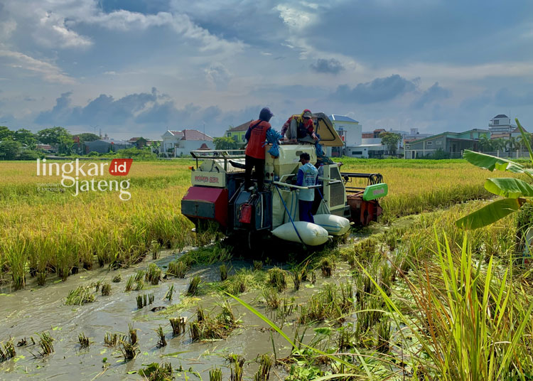 KERJA SAMA: Sejumlah petani sedang melakukan panen padi menggunakan alat combine usai banjir melanda, Kamis, 7 Maret 2024. (M. Burhanuddin Aslam/Lingkarjateng.id)