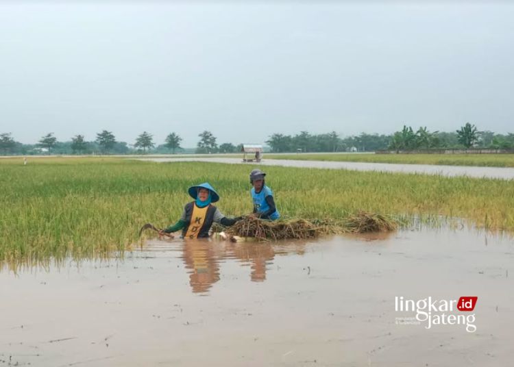 Banjir di Pati Rendam 7.128 Hektare Lahan Pertanian 25 PANEN: Petani di Desa Kalidoro, Kecamatan/Kabupaten Pati terpaksa memanen padi miliknya meskipun banjir menggenangi sawah beberapa waktu lalu. (Setyo Nugroho/Lingkarjateng.id)