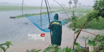 MENJARING IKAN: Warga di Desa Paren, Kecamatan Mayong, Kabupaten Jepara memanfaatkan sawah terendam banjir sebagai spot menangkap ikan. (Muhammad Aminudin/Lingkarjateng.id)