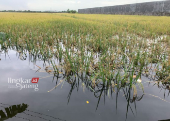 Banjir menggenangi tanaman padi yang sudah berumur di Demak. (M. Burhan A/Lingkarjateng.id)