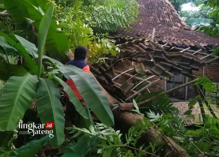 EVAKUASI: Tim BPBD Pati meninjau rumah warga yang rusak tertimpa pohon usai diterjang angin kencang di Desa Tlutup dan Karangwage, Kecamatan Trangkil, Kabupaten Pati pada Rabu, 20 Maret 2024. (Dok. BPBD Pati/Lingkarjateng.id)