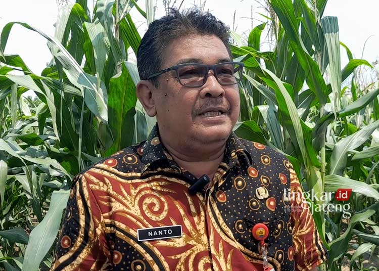 Keran Impor Jagung Ditutup Hasil Panen Petani Grobogan Diharapkan Terserap Optimal