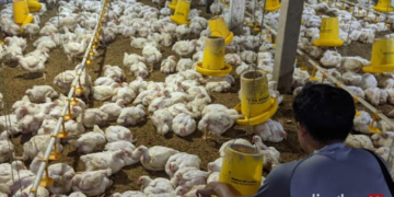 BETERNAK: Peternak ayam sedang memberi makan ribuan ayam miliknya di kandang belum lama ini. (Muhammad Aminudin/Lingkarjateng.id)