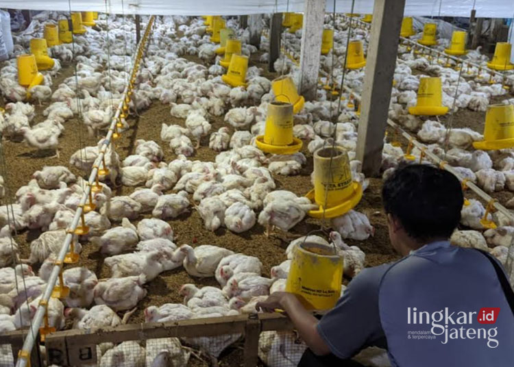 BETERNAK: Peternak ayam sedang memberi makan ribuan ayam miliknya di kandang belum lama ini. (Muhammad Aminudin/Lingkarjateng.id)