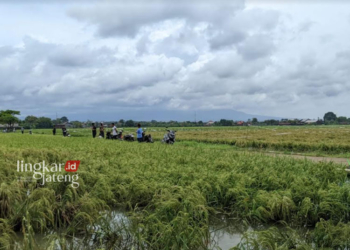 TERKONTAMINASI: Areal persawahan di Desa Kuanyar, Kecamatan Mayong, Kabupaten Jepara tercemar limbah cair dari salah satu pabrik tekstil di wilayah setempat. (Tomi Budianto/Lingkarjateng.id)