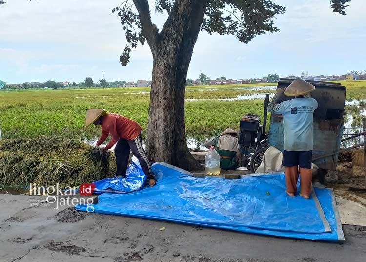 Sawah Terendam Banjir di Kendal Petani Terancam Merugi