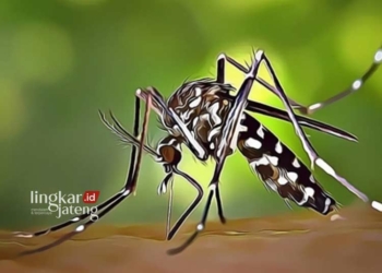 ILUSTRASI: Nyamuk penyebab DBB. (Antara/Lingkarjateng.id)