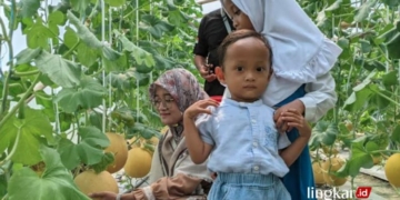 PETIK BUAH: Sebuah keluarga sedang asyik menikmati wisata petik melon sekaligus mengenalkan jenis buah melon di Green House Melonesia Farm Desa Sidigede, Kecamatan Welahan, Kabupaten Jepara. (Muhammad Aminudin/Lingkarjateng.id)
