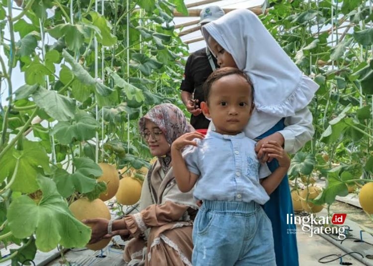 PETIK BUAH: Sebuah keluarga sedang asyik menikmati wisata petik melon sekaligus mengenalkan jenis buah melon di Green House Melonesia Farm Desa Sidigede, Kecamatan Welahan, Kabupaten Jepara. (Muhammad Aminudin/Lingkarjateng.id)