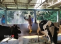 MENSTERILKAN: Petugas Dinas Pangan dan Pertanian Kota Salatiga menyemprotkan cairan disinfektan kandang sapi milik warga di Kecamatan Argomulyo, Kota Salatiga. (Dok. Henny Mulyani /Lingkarjateng.id)