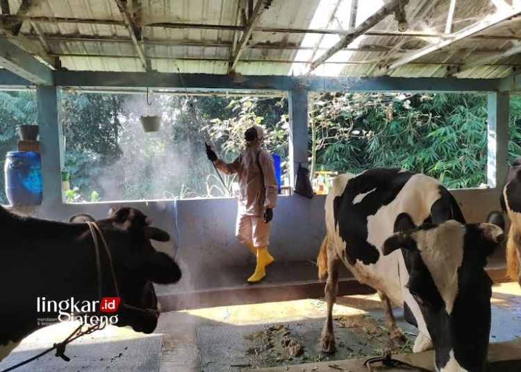 MENSTERILKAN: Petugas Dinas Pangan dan Pertanian Kota Salatiga menyemprotkan cairan disinfektan kandang sapi milik warga di Kecamatan Argomulyo, Kota Salatiga. (Dok. Henny Mulyani /Lingkarjateng.id)