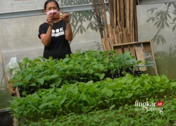 Warga Salatiga Berhasil Manfaatkan Pekarangan Jadi Sumber Pangan Lestari 32 PEMBIBITAN: Seorang warga melihat kebun bibit sayuran KWT Mekar Lestari, Kelurahan Randuacir, Kecamatan Argomulyo, Kota Salatiga. (Prokompim Setda Salatiga/Lingkarjateng.id)