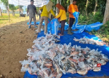 PANEN RAYA: Pemkab Jepara dan pihak Universitas Diponegoro (Undip) Jepara saat mengemas hasil panen raya budi daya ikan nila salin. (Muhammad Aminudin/Lingkarjateng.id)