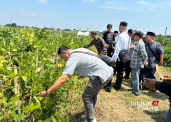 MENINJAU: Sejumlah perwakilan lembada di Kota Semarang meninjau lahan kebun koro di kawasan Masjid Agung Jawa Tengah (MAJT), Kota Semarang, Jumat, 3 Mei 2024. (Lingkarjateng.id)