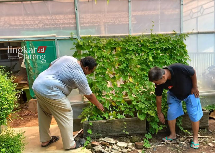 DLH Kendal Apresiasi RSUD Soewondo Manfaatkan Rumah Magot dan IPAL untuk Kelola Limbah 25 TUMBUH SUBUR: Pemanfaatan kompos untuk tanaman di sekitar RSUD dr Soewondo Kendal yang dihasilkan magot. (Arvian Maulana/Lingkarjateng.id)