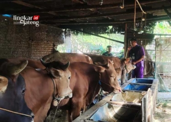Petugas dari Dinas Pertanian dan Peternakan Demak saat melakukan pemeriksaan terhadap hewan kurban. (M Burhanuddin Aslam – Lingkarjateng.id)