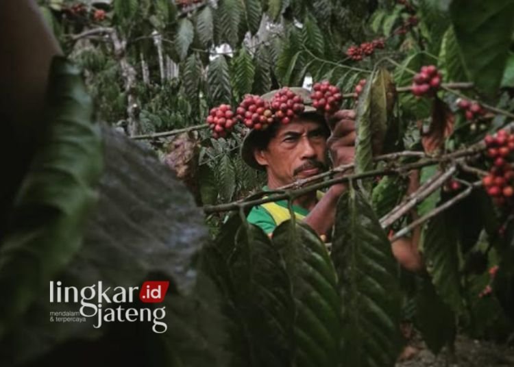 BEKERJA: Petani sedang memanen kopi di kebun. (Tomi Budianto/Lingkarjateng.id)